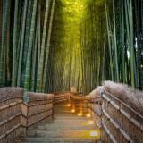 viaggio organizzato in giappone foresta di bambù kyoto