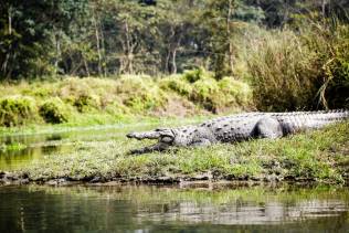 Allevamento di coccodrilli nel Parco Nazionale di Chitwan