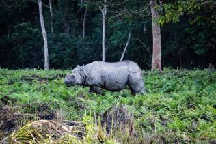 Parco Nazionale di Chitwan