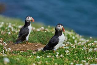 Puffin a Skomer Island