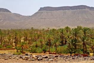 marocco-palmeto-oasi