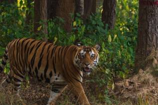 Tigre del Bengala