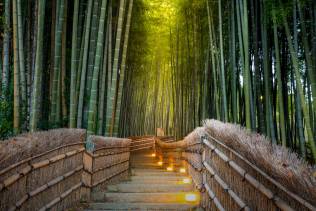 Foresta di Bamboo nei dintorni di Kyoto