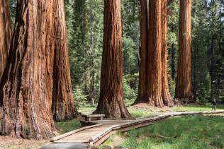 Tuolumne Grove of Gian Sequoia