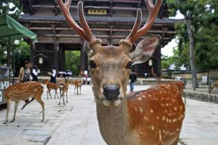 Nara: l'antica capitale del Giappone.