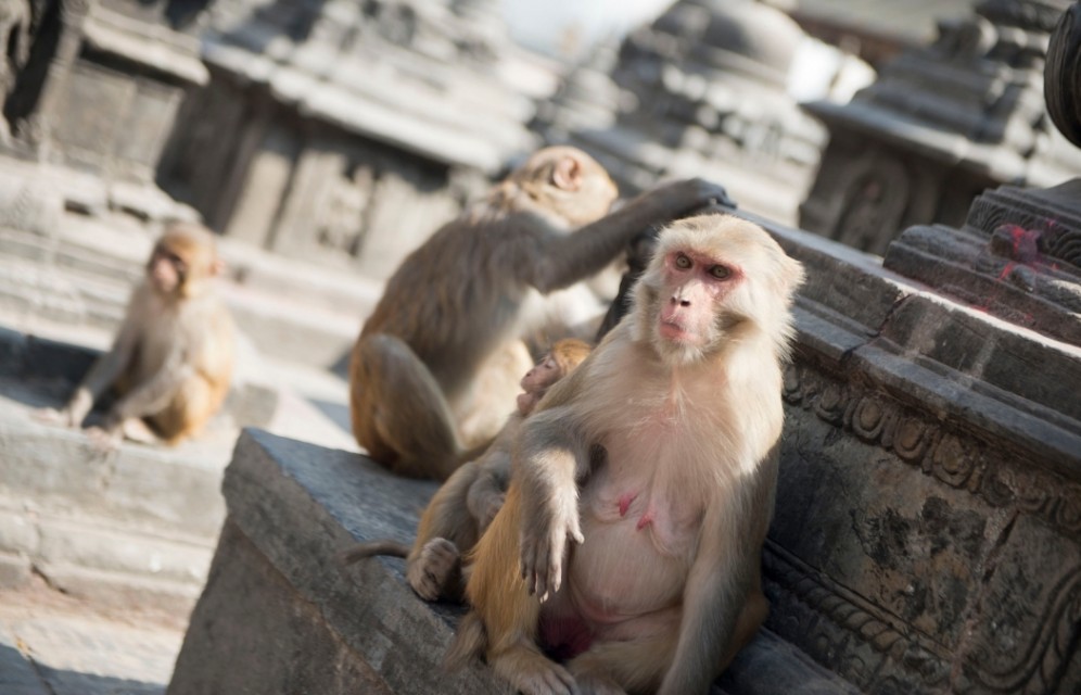 Tempio delle scimmie Swayambhunath