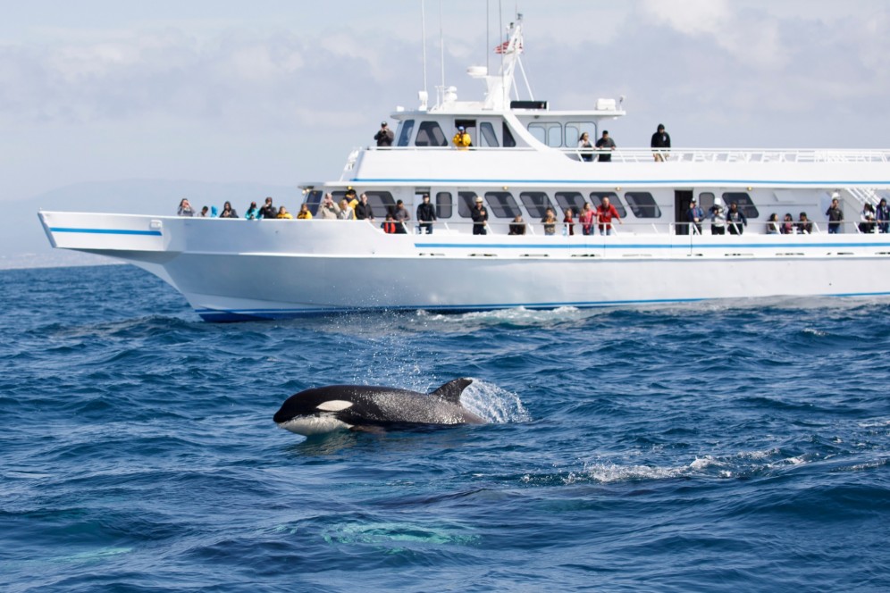 Whale Watching norvegia